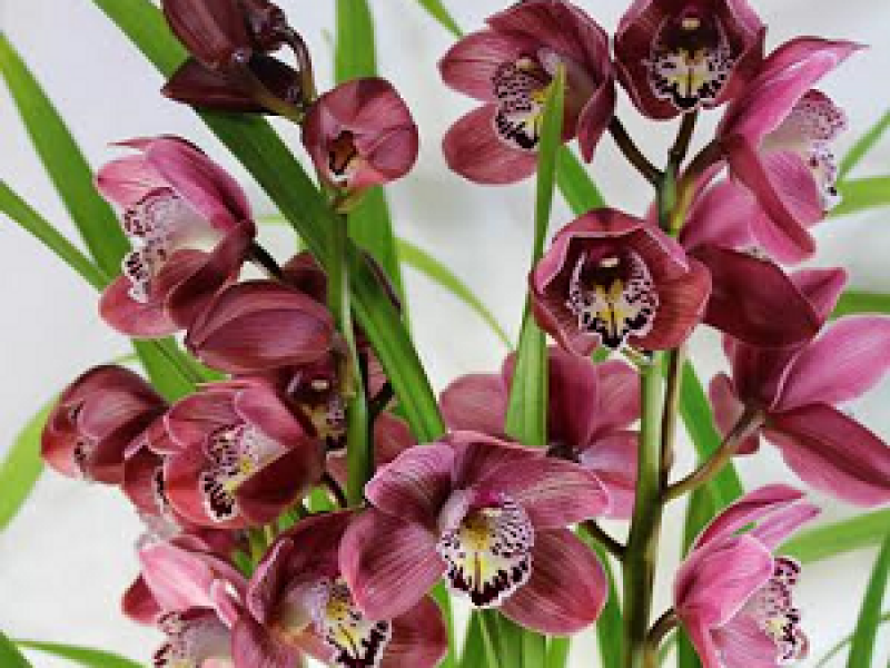 cymbidium-three-spikes300x300