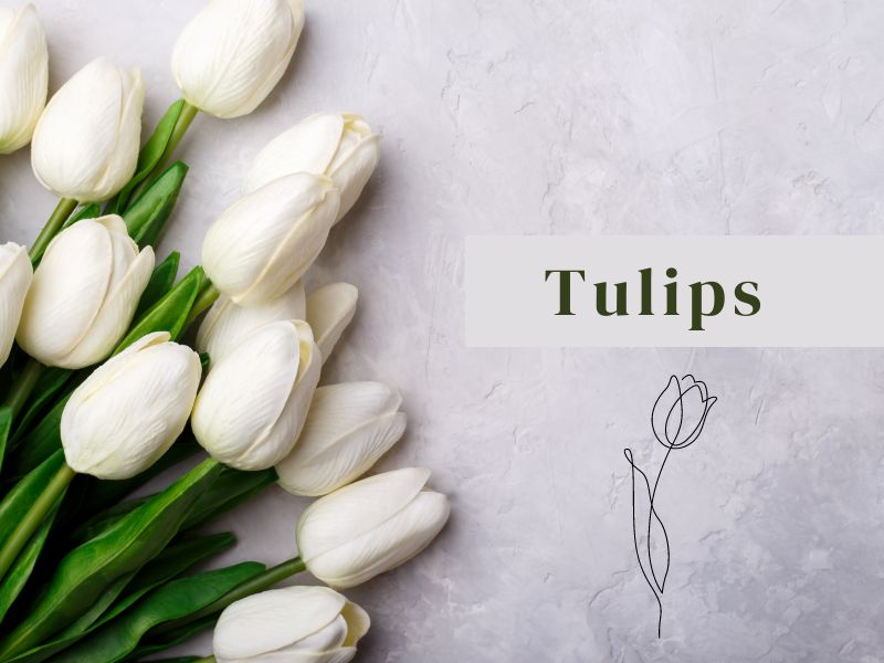 Tulips