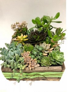 Large Succulent Garden